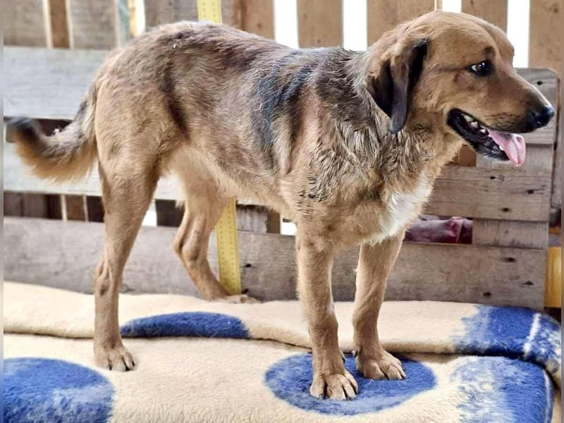 Freundlicher, ruhiger Kiran