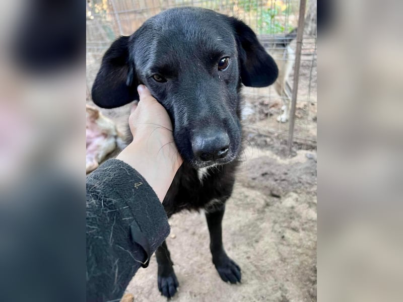 Seelenhund Mo sucht Halt und Liebe bei erfahrenen und geduldigen Menschen