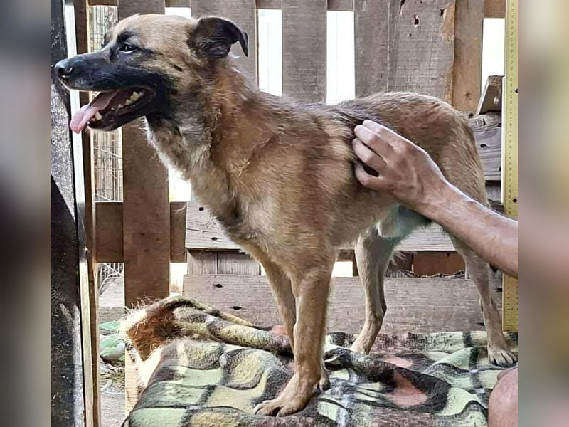 Arko  sensibler Rüde sucht ruhigen Neuanfang