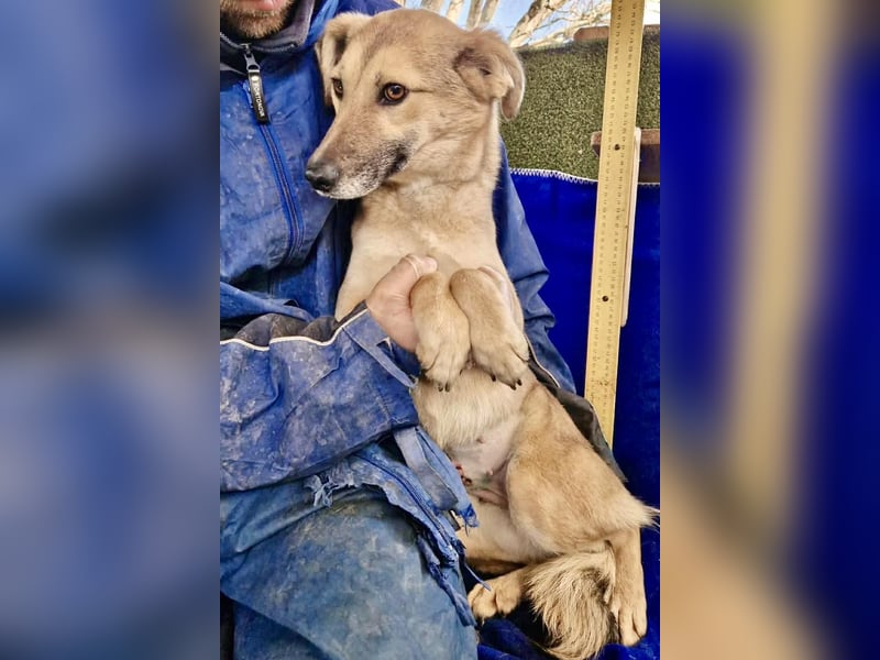 Zierliche Junghündin Dana