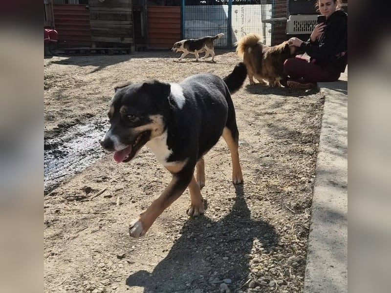 Franjo, sanfter Hundejunge sucht Menschen mit Herz und Geduld