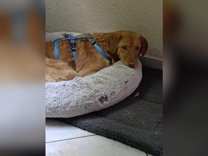 Herzenshund Tosca sucht ihr Für-immer-Zuhause!