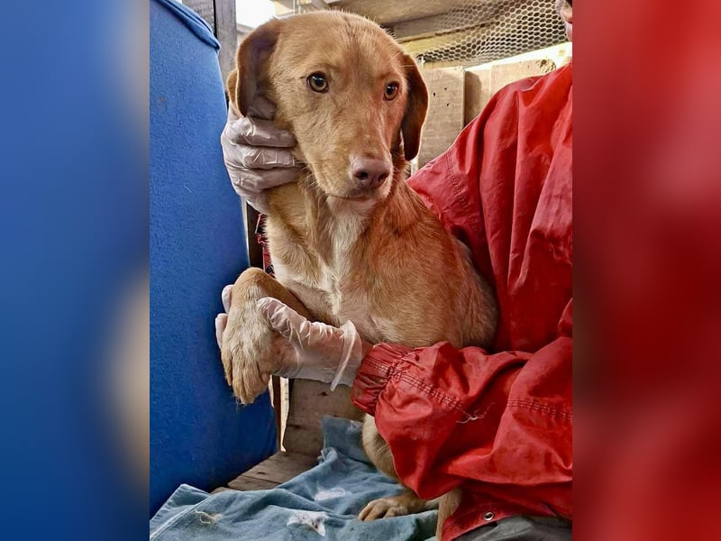 Tosca hat im Shelter Angst