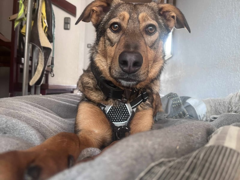 Sanfte Seele Jessy sucht ihr Für-immer-Zuhause