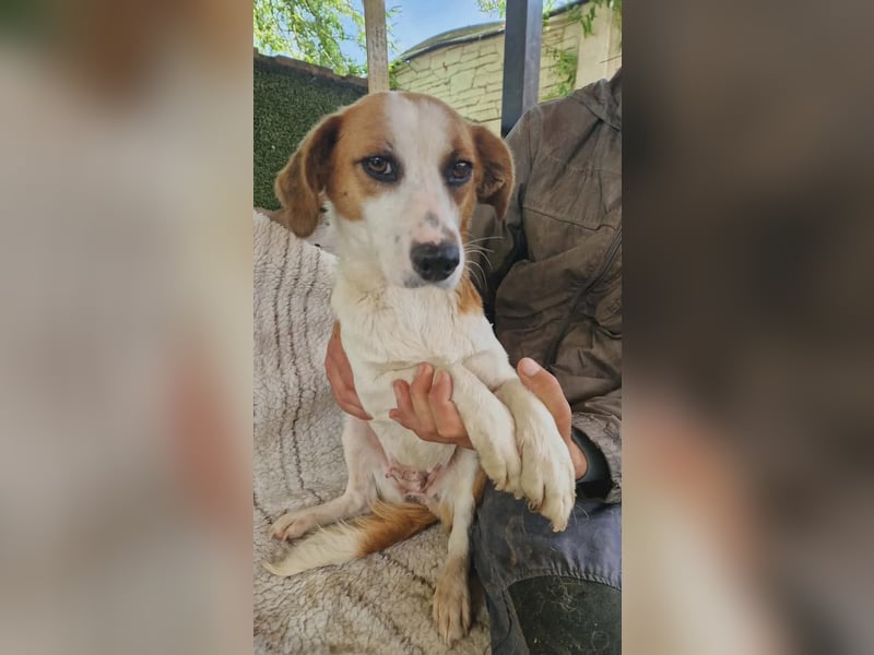 Anika – zarte Hundeseele sucht dringend einen sicheren Hafen