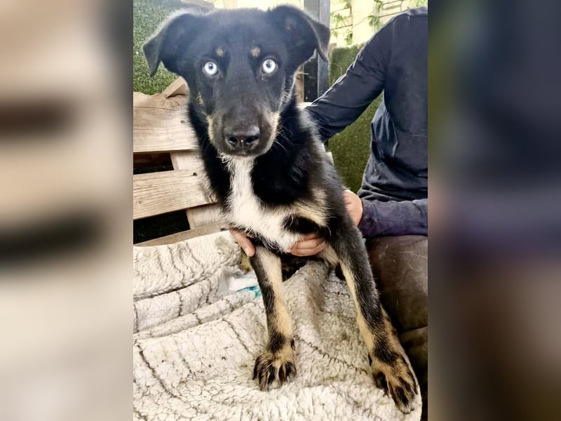 Bobby – junger Hundebub sucht liebevolle Menschen