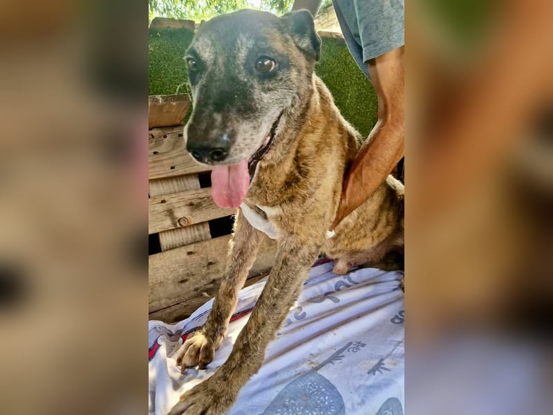 Cody, bitte lass das Shelter nicht seine Endstation sein...