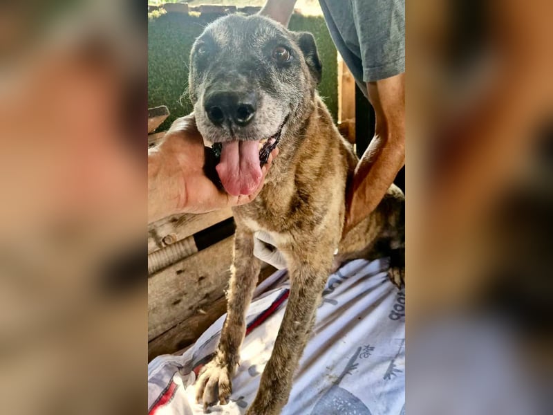 Cody, bitte lass das Shelter nicht seine Endstation sein...