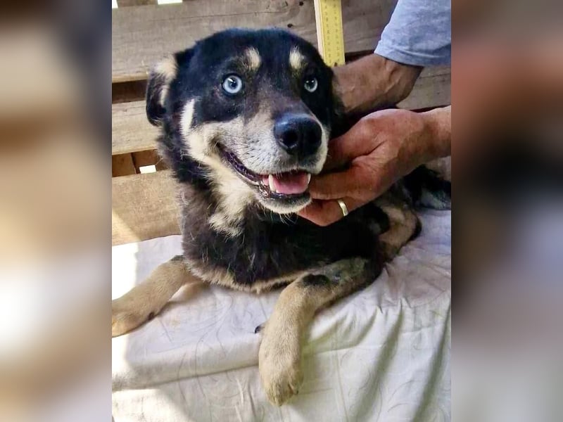 Verschmuster und verträglicher Moritz verlor sein Herrchen