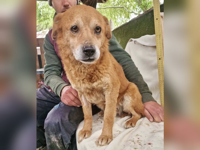 Loke – treuer Begleiter hat alles verloren und sucht einen Neuanfang