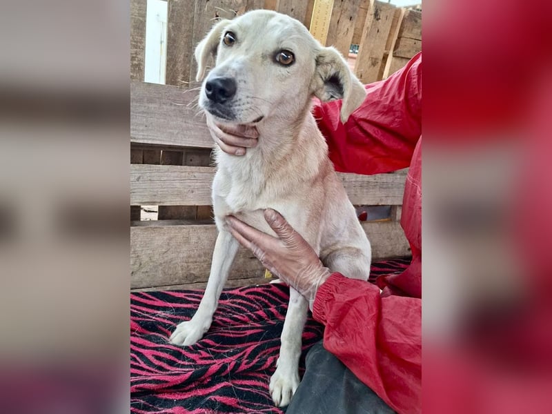 Nala – zierliche, sanfte Hündin sucht erfahrenes Zuhause