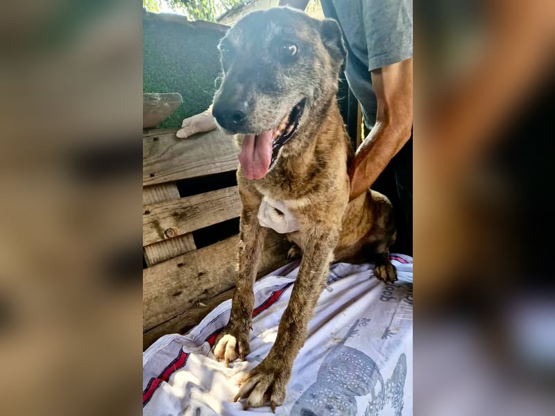 Cody, bitte lass das Shelter nicht seine Endstation sein...
