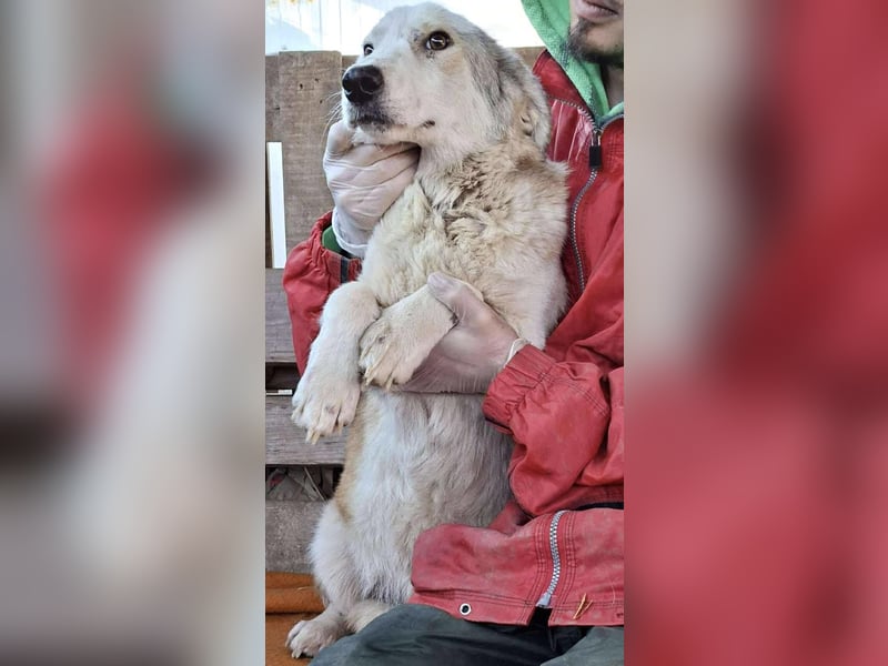 Vorsichtiger Junghund Frodo sucht ein geduldiges Zuhause