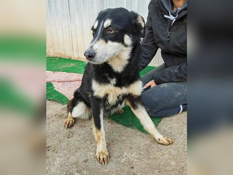 Sanfte, neugierige Hündin Dora