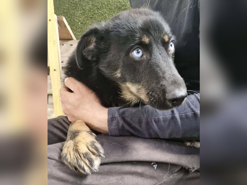 Bobby – junger Hundebub sucht liebevolle Menschen