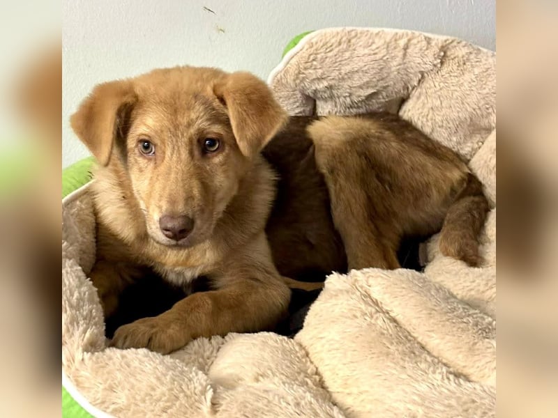 Bildhübsches Welpenmädchen Lumi