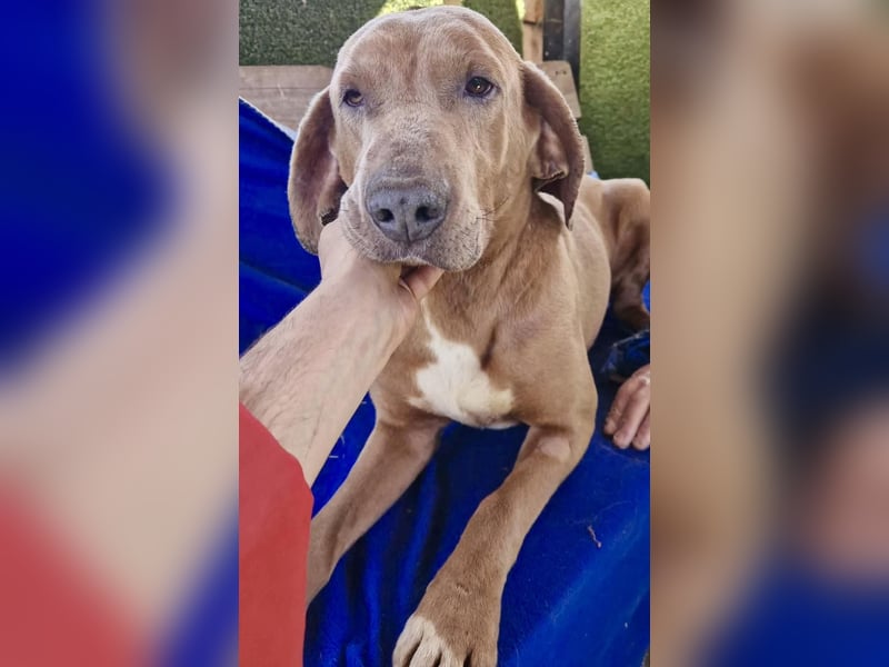 Benji.... Traumhund auf 4 Pfoten