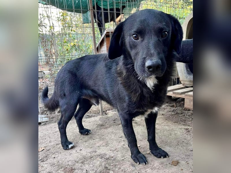 Seelenhund Mo sucht Halt und Liebe bei erfahrenen und geduldigen Menschen