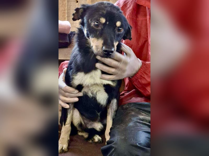 Zierlicher Junghund Frizzi – Rettung aus der Hölle