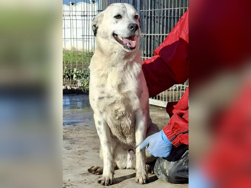 Tonio – fröhlicher Junghund mit großem Herzen