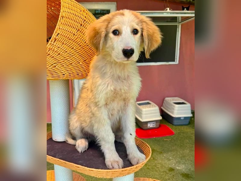 Tino, kleines Eisbärchen sucht sein Glück