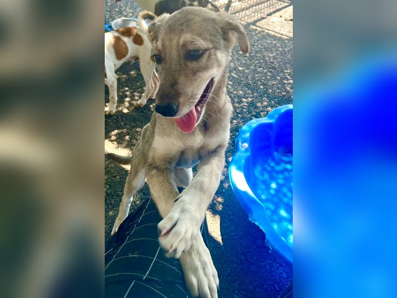 Juddy, kleine Herzensmaus sucht ihr Glück
