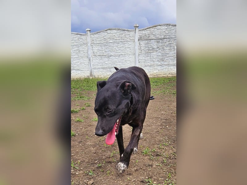 Amy – sanfte Junghündin sucht Geborgenheit