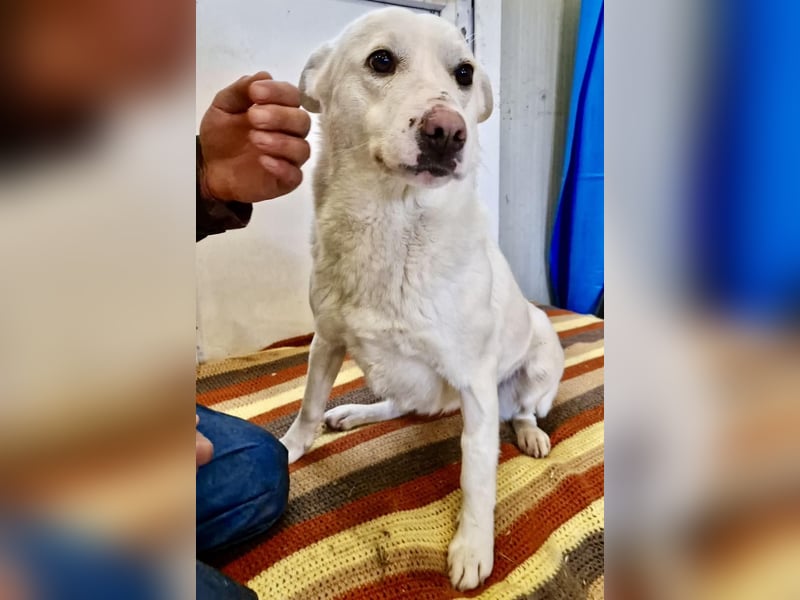 Dankbare, sanfte Blanche