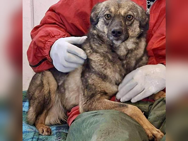 FELINA – auf der Suche nach Wärme