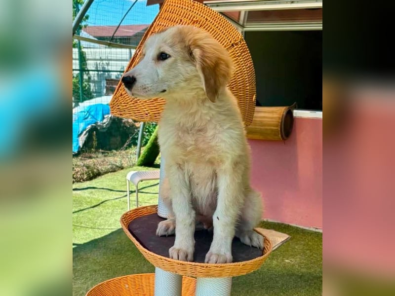 Tino, kleines Eisbärchen sucht sein Glück