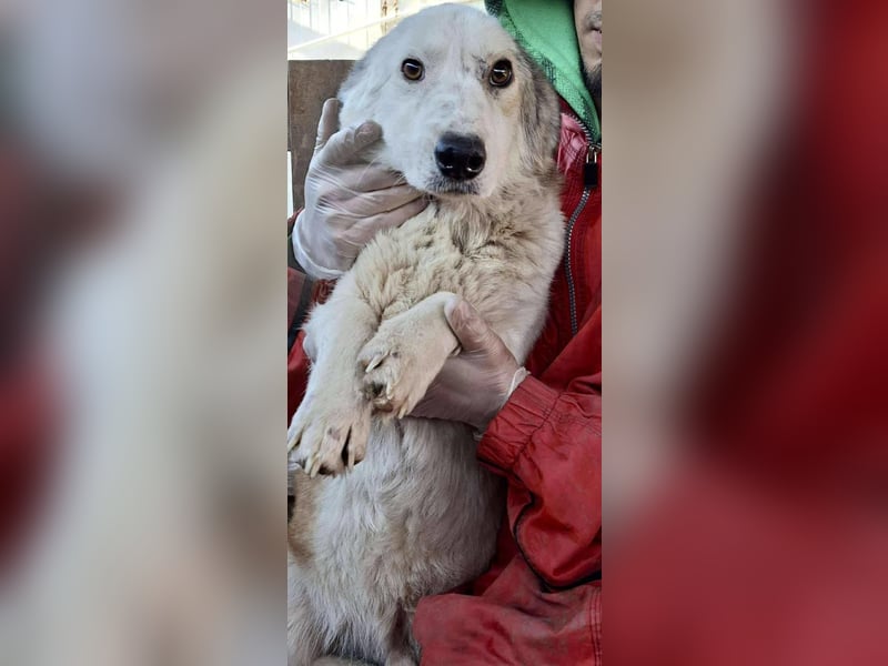 Vorsichtiger Junghund Frodo sucht ein geduldiges Zuhause