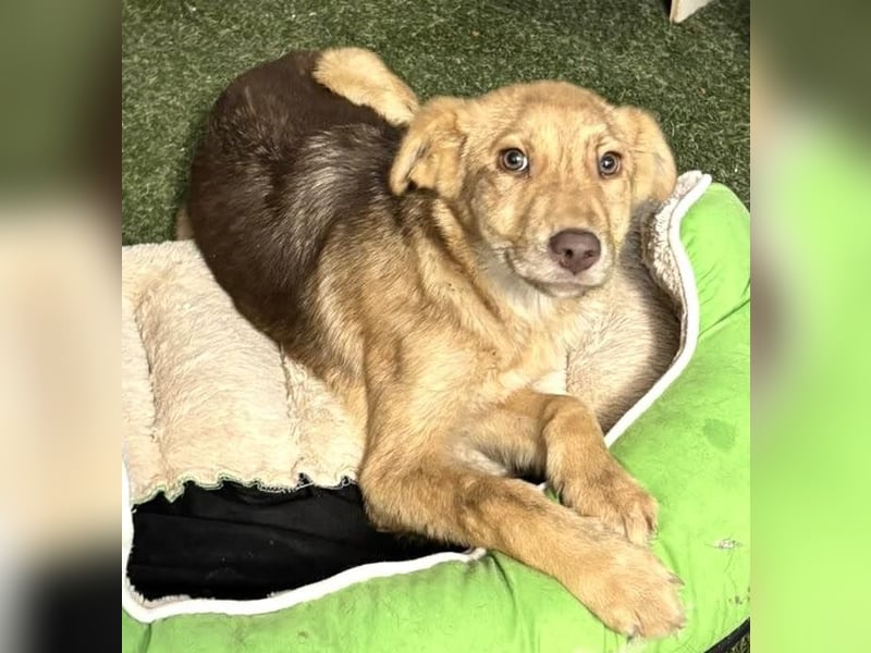 Bildhübsches Welpenmädchen Lumi