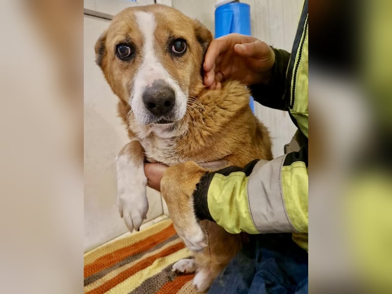 Sanfter Hundeopi Rex