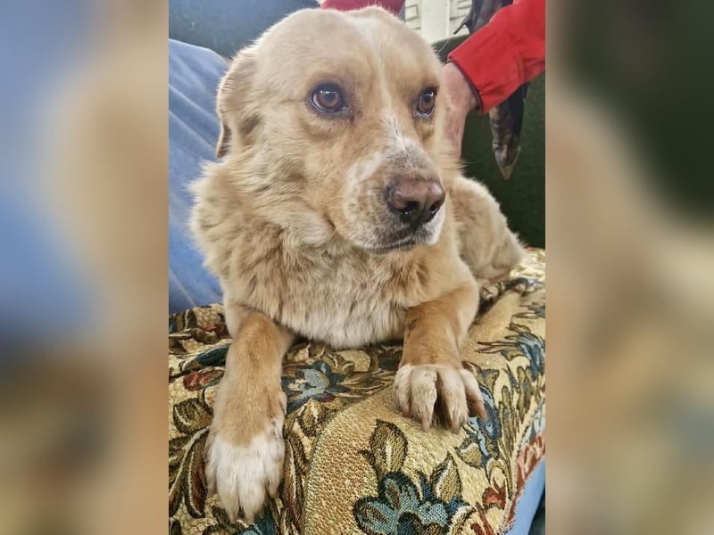 Trauriger Hugo sucht seine Familie