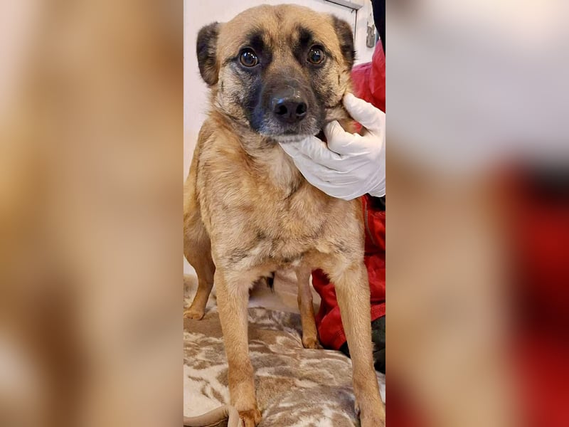 Arko  sensibler Rüde sucht ruhigen Neuanfang