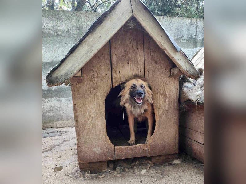 Freundliche Linda ist verspielt und verträglich