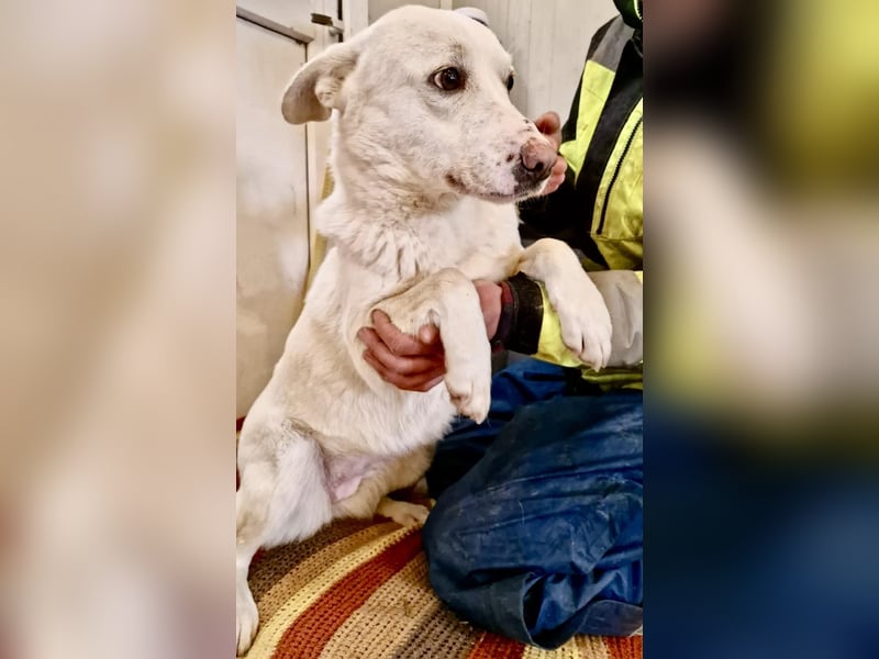 Dankbare, sanfte Blanche