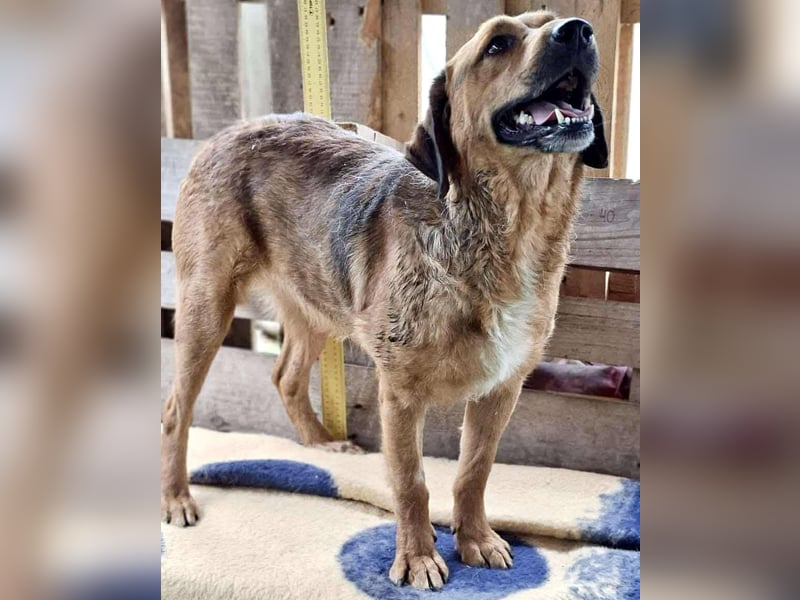 Freundlicher, ruhiger Kiran