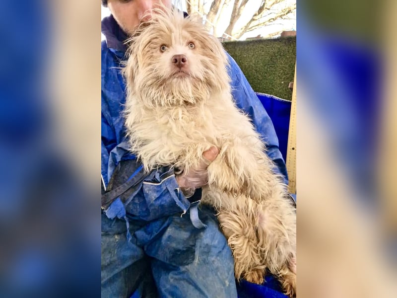 Todtrauriger Boomer auf der Suche nach Glück