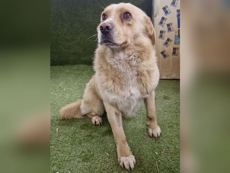 Trauriger Hugo sucht seine Familie