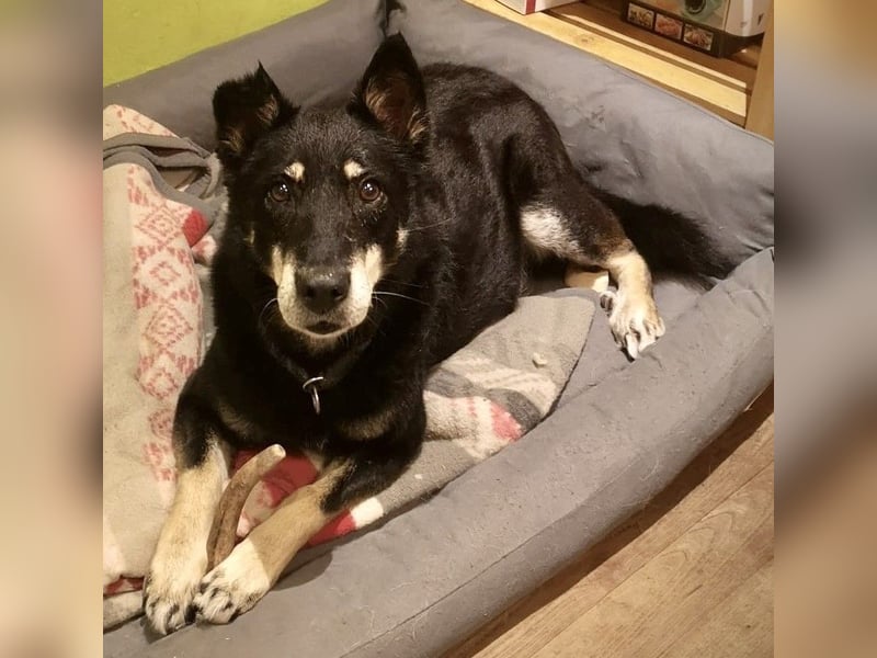 Katzenverträglicher Senior Houdini sucht ländliches Zuhause