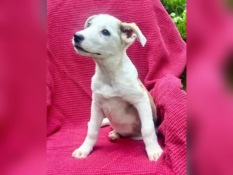 PETZI , hübsches Hundemädchen