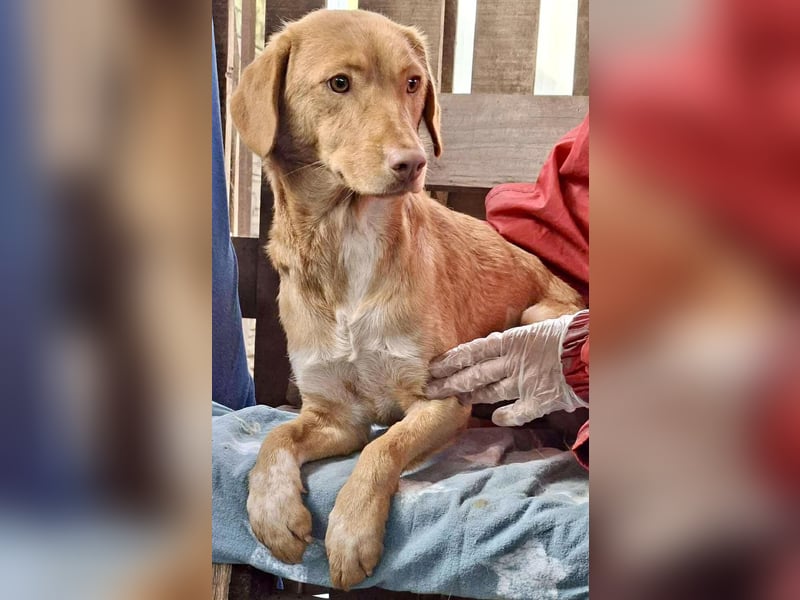 Tosca hat im Shelter Angst