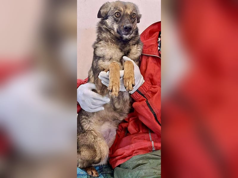 FELINA – auf der Suche nach Wärme