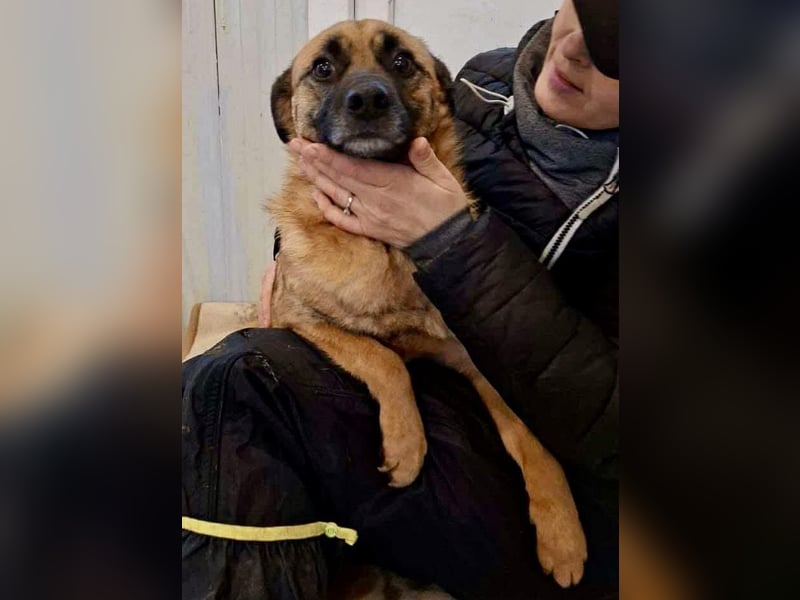 Arko  sensibler Rüde sucht ruhigen Neuanfang