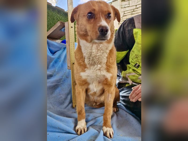 Charly , wer schenkt ihm einen Neuanfang?