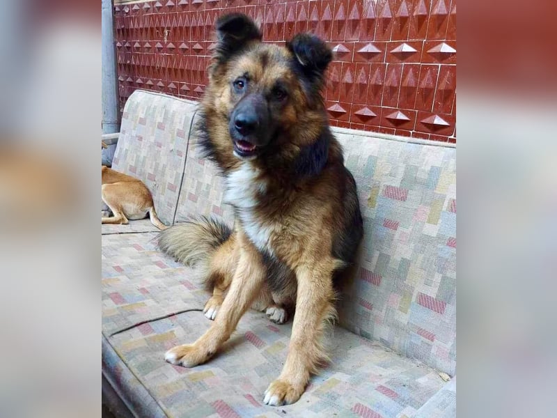 Mimo liebt Menschen und andere Hunde