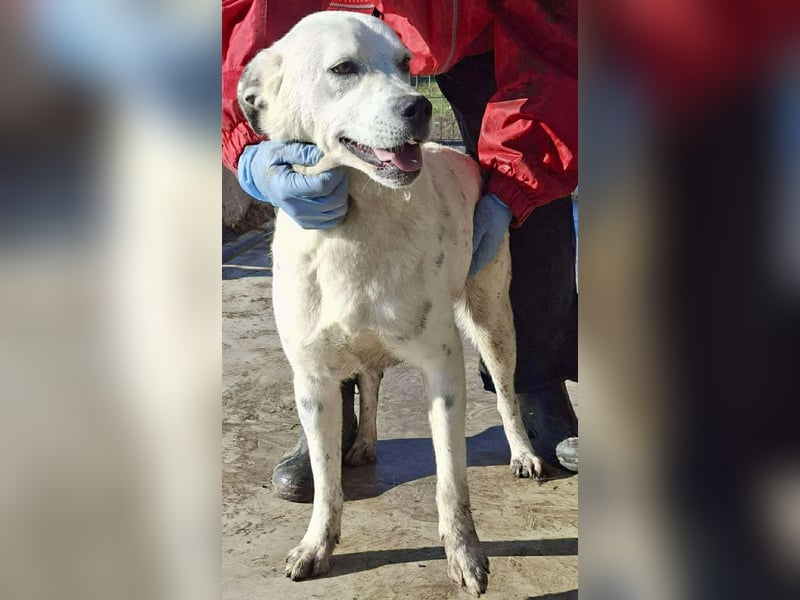 Tonio – fröhlicher Junghund mit großem Herzen