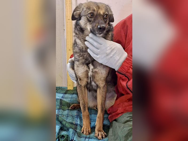 FELINA – auf der Suche nach Wärme