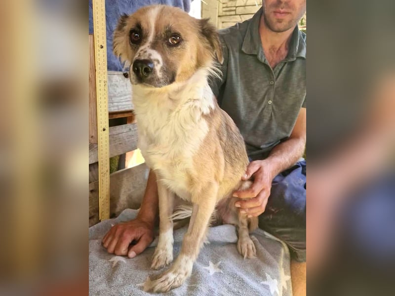 Romy, sanfte Schmusemaus sucht ihre Familie